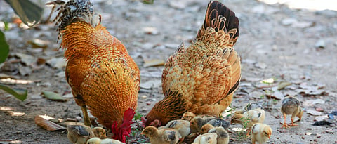 Backyard Poultry Rearing