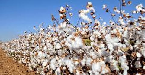 cotton market