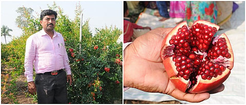 ज्ञानेश्वर वाघमोडे यांची निर्यातक्षम डाळिंब बाग व फळांची गुणवत्ता 