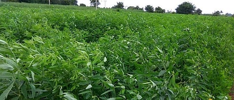 सेंद्रिय कर्ब, नत्र पुरवठ्यासाठी हिरवळीची खते उपयुक्त
