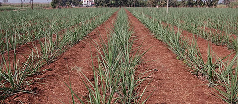 Drip Irrigation