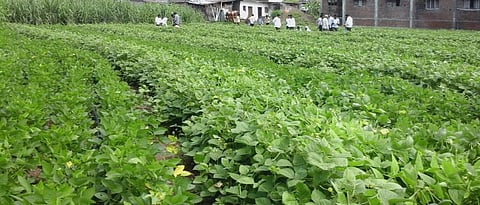 Natural Farming
