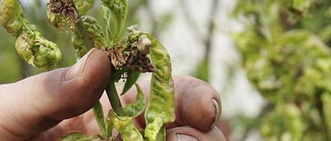 वनस्पतीच्या ताण स्थितीतील संदेश यंत्रणा उलगडली 