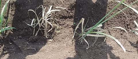 white grub infection sugarcane