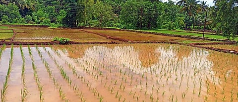 चारसूत्री पद्धतीने भात लागवड 