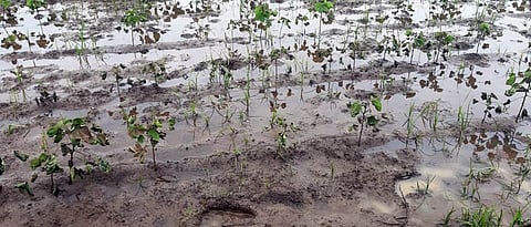 Crop Damage