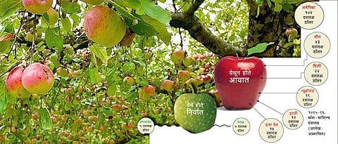 देशातील सफरचंद उत्पादन वाढणार