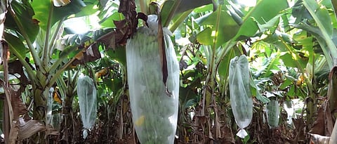Banana bunch covering