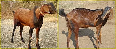 Berari goat 