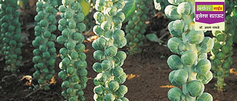 ब्रुसेल्स स्प्राऊट लागवड तंत्रज्ञान 