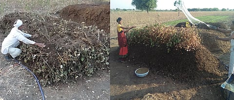 कपाशीच्या पऱ्हाट्यापासून बायोडायनॅमिक कंपोस्ट तयार करता येते. दीड फूट उंचीचा एक थर करून त्यात शेणकाला, बायोडायनॅमिक कल्चर मिसळून पुन्हा दुसरा थर रचावा. संपूर्ण थर रचून झाल्यानंतर शेणाच्या साह्याने लिंपून घ्यावे.