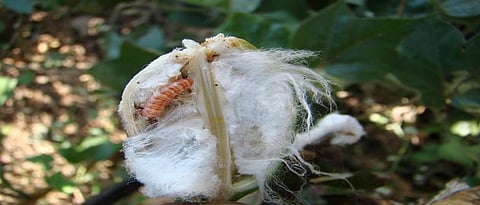 Pink Bollworm  