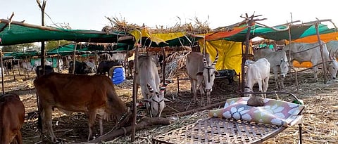 चारा छावण्यांना १ ऑगस्टपर्यंत मुदतवाढ