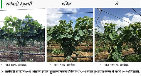 द्राक्ष पिकातील कलम वर्षभर यशस्वी करण्याचे तंत्र