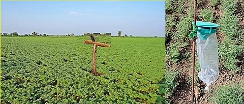 हरभऱ्यावरील घाटे अळीचे व्यवस्थापनासाठी शेतामध्ये   ‘टी’ (T) आकाराचे पक्षिथांबे उभारावेत. 