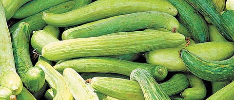 Green chillies in Solapur, Pick up the cucumber