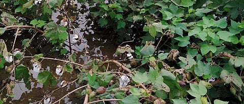 Wet Cotton 