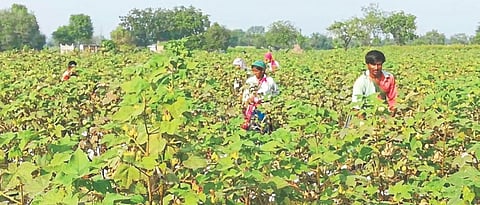 Cotton Picking