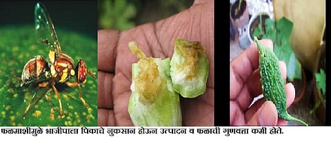 कृषी सल्ला