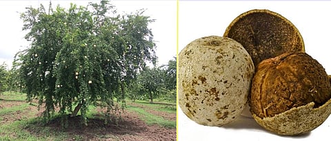  article regarding Wood-apple cultivation 