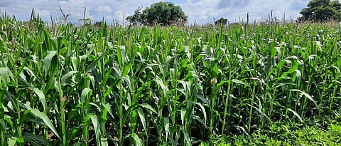 Maize became the major crop in Nashik district