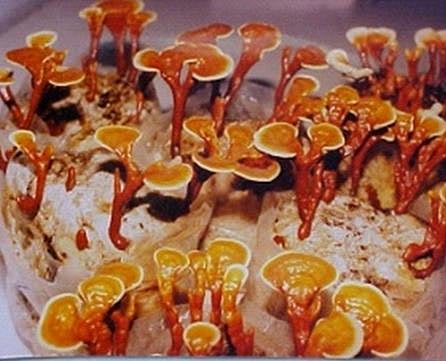 ganoderma mushroom