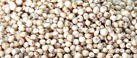 sorghum malting