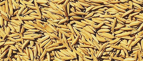 Paddy Crop
