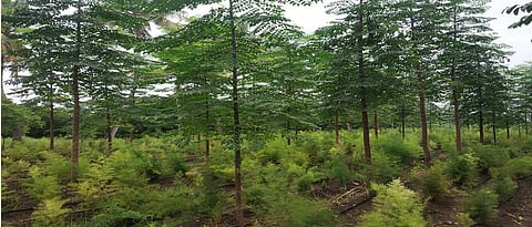 Intercropping of asparagus in Melia dubia