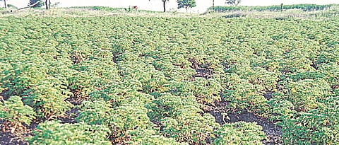 Geranium cultivation with improved techniques.