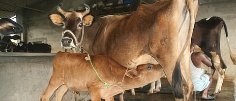Embryo transplantation system for hereditary breeding is important