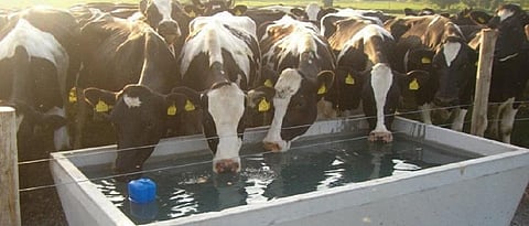 provide clean and abundant amount of water to cattle's.