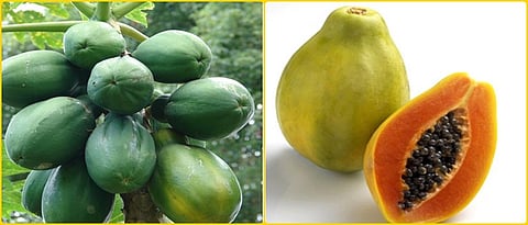 Pepin, pectin formation from papaya