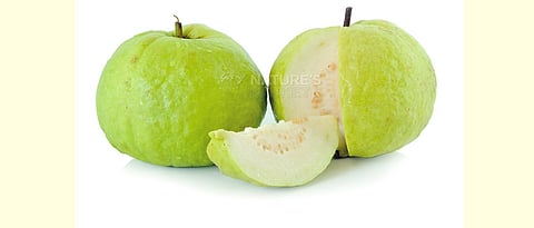 Guava fruit 
