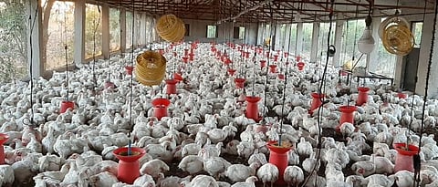 Poultry at Rs. 10 per bird per day