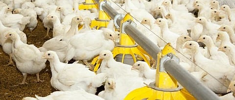 poultry 