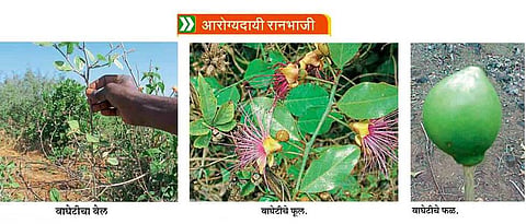 पोटदुखीवर गुणकारी वाघेटी
