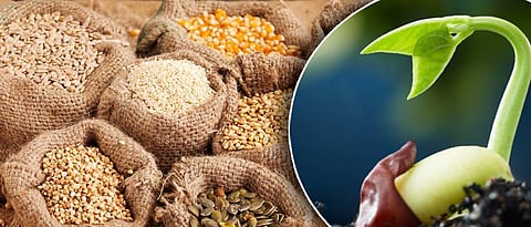 नांदेडमधील कापूस संशोधन केंद्रात आजपासून खरिप बियाण्यांची विक्री 