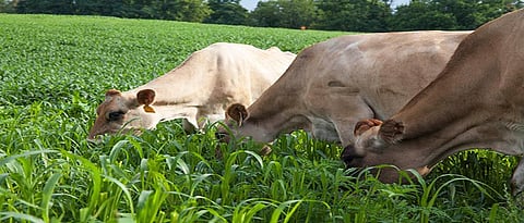 Nitrate poisoning in cattle