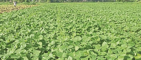 Soybean Productivity