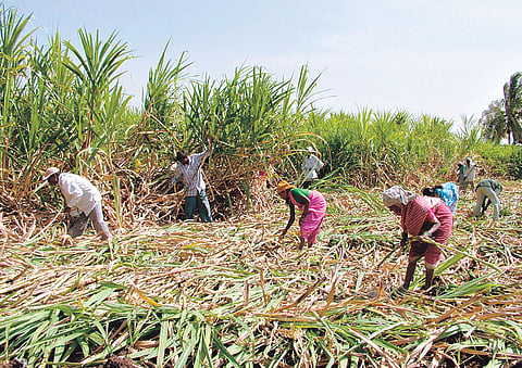 Sugarcane