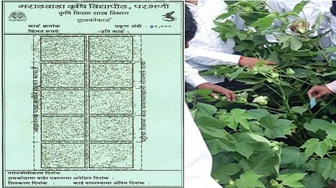 Use of Trichocard for pest control