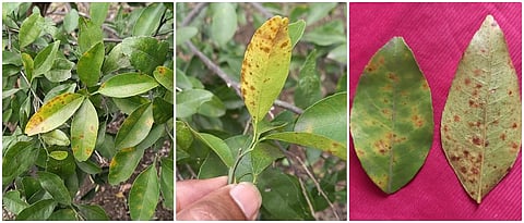 लिंबूवर्गीय पिकावरील तेलकट चट्टे
