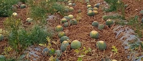 watermelon 
