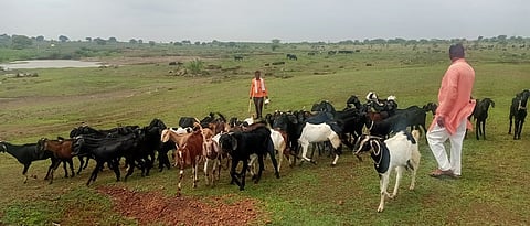 गावशिवारातील तलावाजवळ चराईसाठी गेलेल्या शेळ्यांसह आनंदराव कदम