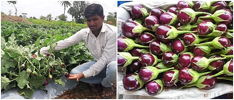 वांगे पिकाचे उत्कृष्ट नियोजन व त्यातून गुणवत्तापूर्ण फळ