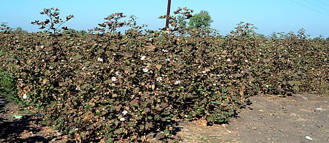  Fardad Cotton 