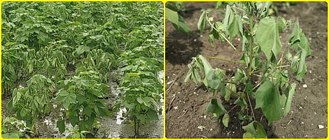 कपाशीतील आकस्मिक मर रोग नियंत्रणासाठी उपाययोजना