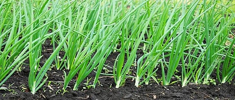 Onion seedlings