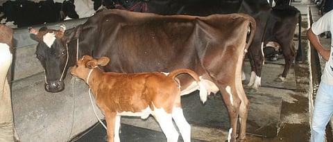 Take care of the health of the newborn calf